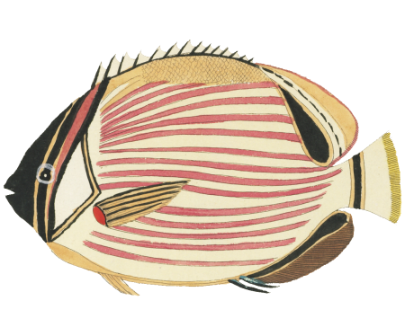 Colourful and surreal illustrations of fishes found in Moluccas (Indonesia) and the East Indies by Louis Renard (1678 -1746) from Histoire naturelle des plus rares curiositez de la mer des Indes (1754).