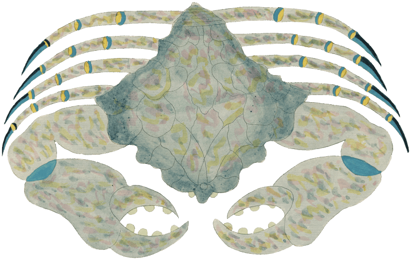 Colourful and surreal illustrations of fishes found in Moluccas (Indonesia) and the East Indies by Louis Renard (1678 -1746) from Histoire naturelle des plus rares curiositez de la mer des Indes (1754).