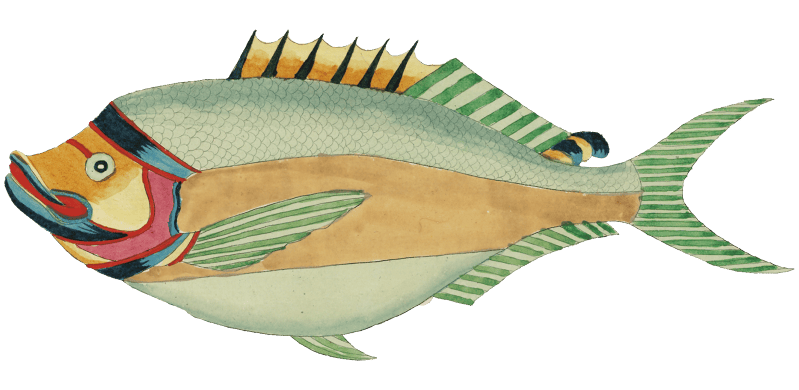 Colourful and surreal illustrations of fishes found in Moluccas (Indonesia) and the East Indies by Louis Renard (1678 -1746) from Histoire naturelle des plus rares curiositez de la mer des Indes (1754).