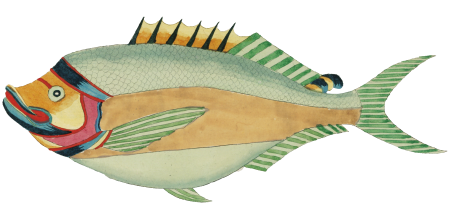 Colourful and surreal illustrations of fishes found in Moluccas (Indonesia) and the East Indies by Louis Renard (1678 -1746) from Histoire naturelle des plus rares curiositez de la mer des Indes (1754).