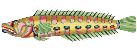 Colourful and surreal illustrations of fishes found in Moluccas (Indonesia) and the East Indies by Louis Renard (1678 -1746) from Histoire naturelle des plus rares curiositez de la mer des Indes (1754).