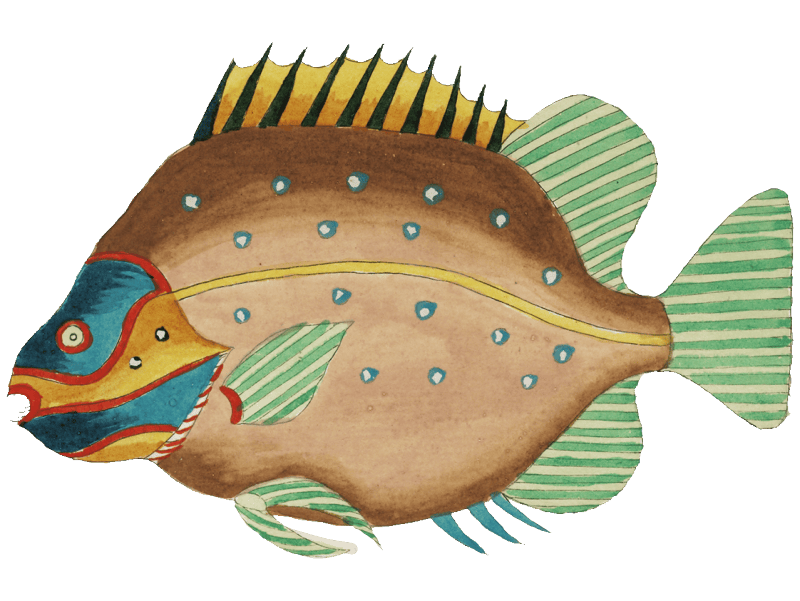 Colourful and surreal illustrations of fishes and crab found in Moluccas (Indonesia) and the East Indies by Louis Renard (1678 -1746) from Histoire naturelle des plus rares curiositez de la mer des Indes (1754).