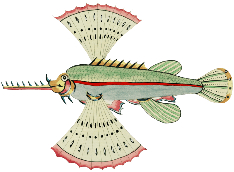 Colourful and surreal illustrations of fishes found in Moluccas ...