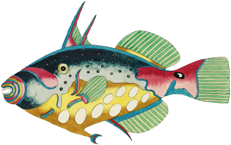 Colourful and surreal illustrations of maribe life found in Moluccas (Indonesia) and the East Indies by Louis Renard (1678 -1746) from Histoire naturelle des plus rares curiositez de la mer des Indes (1754).