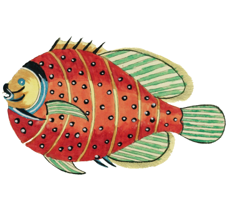 Colourful and surreal illustrations of fishes found in Moluccas (Indonesia) and the East Indies by Louis Renard (1678 -1746) from Histoire naturelle des plus rares curiositez de la mer des Indes (1754).