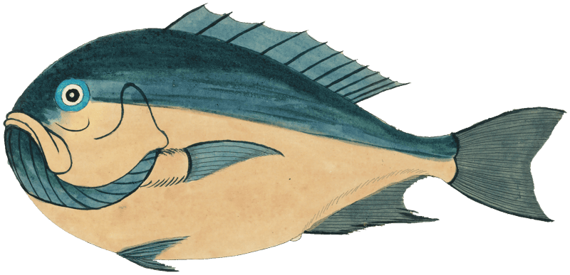 Colourful and surreal illustrations of fishes and crab found in Moluccas (Indonesia) and the East Indies by Louis Renard (1678 -1746) from Histoire naturelle des plus rares curiositez de la mer des Indes (1754).