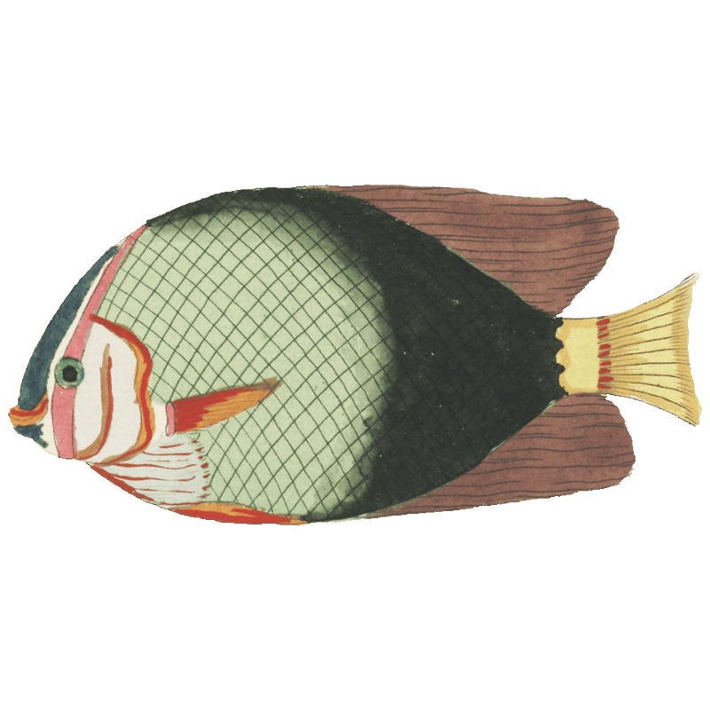 Colourful and surreal illustrations of fishes found in Moluccas (Indonesia) and the East Indies by Louis Renard (1678 -1746) from Histoire naturelle des plus rares curiositez de la mer des Indes (1754).