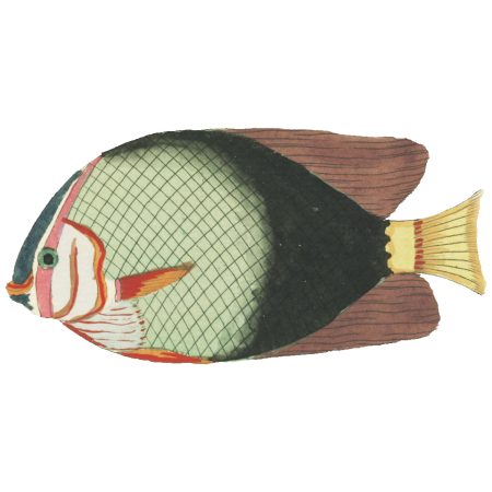 Colourful and surreal illustrations of fishes found in Moluccas (Indonesia) and the East Indies by Louis Renard (1678 -1746) from Histoire naturelle des plus rares curiositez de la mer des Indes (1754).