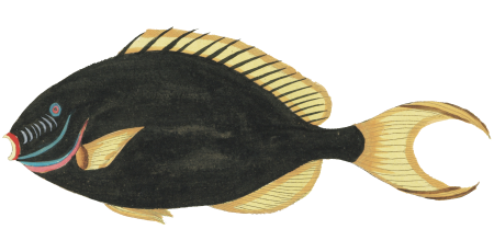 Colourful and surreal illustrations of fishes found in Moluccas (Indonesia) and the East Indies by Louis Renard (1678 -1746) from Histoire naturelle des plus rares curiositez de la mer des Indes (1754).