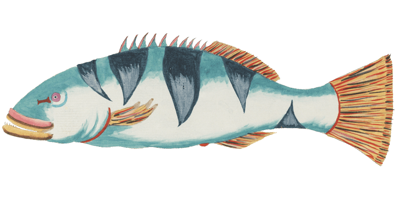 Colourful and surreal illustrations of fishes found in Moluccas (Indonesia) and the East Indies by Louis Renard (1678 -1746) from Histoire naturelle des plus rares curiositez de la mer des Indes (1754).