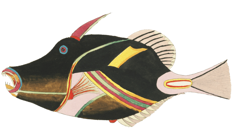 Colourful and surreal illustrations of fishes found in Moluccas (Indonesia) and the East Indies by Louis Renard (1678 -1746) from Histoire naturelle des plus rares curiositez de la mer des Indes (1754).