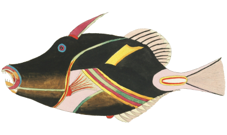 Colourful and surreal illustrations of fishes found in Moluccas (Indonesia) and the East Indies by Louis Renard (1678 -1746) from Histoire naturelle des plus rares curiositez de la mer des Indes (1754).