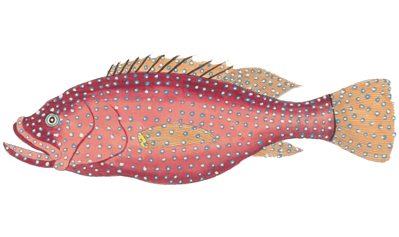 Colourful and surreal illustrations of fishes found in Moluccas (Indonesia) and the East Indies by Louis Renard (1678 -1746) from Histoire naturelle des plus rares curiositez de la mer des Indes (1754).