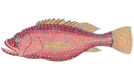 Colourful and surreal illustrations of fishes found in Moluccas (Indonesia) and the East Indies by Louis Renard (1678 -1746) from Histoire naturelle des plus rares curiositez de la mer des Indes (1754).