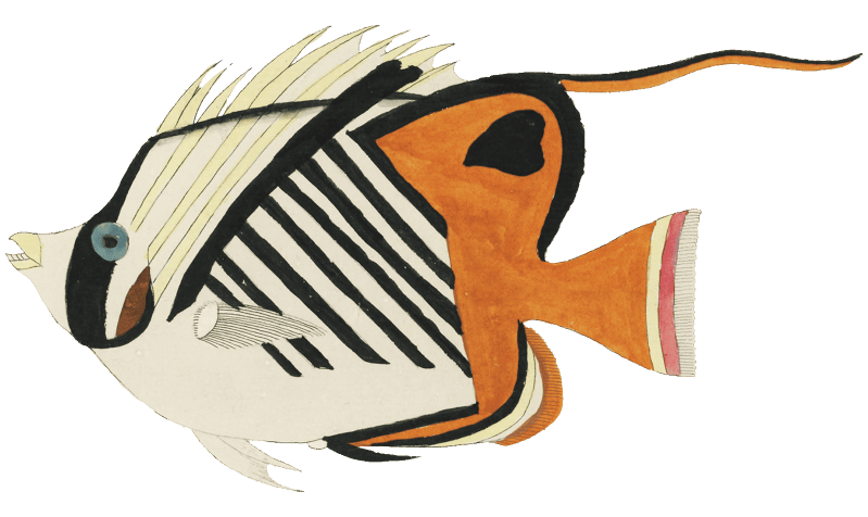 Colourful and surreal illustrations of fishes found in Moluccas (Indonesia) and the East Indies by Louis Renard (1678 -1746) from Histoire naturelle des plus rares curiositez de la mer des Indes (1754).
