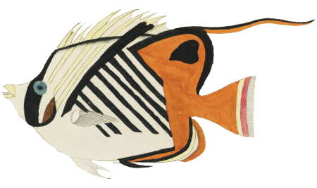Colourful and surreal illustrations of fishes found in Moluccas (Indonesia) and the East Indies by Louis Renard (1678 -1746) from Histoire naturelle des plus rares curiositez de la mer des Indes (1754).