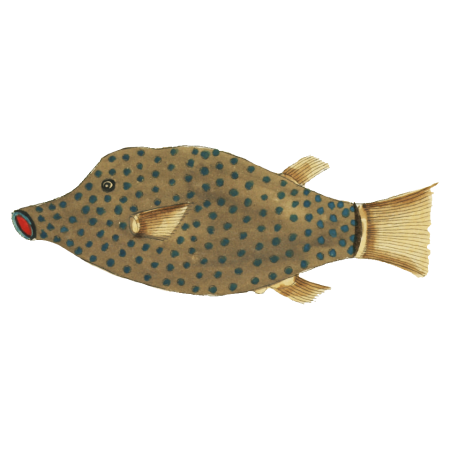 Colourful and surreal illustrations of fishes found in Moluccas (Indonesia) and the East Indies by Louis Renard (1678 -1746) from Histoire naturelle des plus rares curiositez de la mer des Indes (1754).
