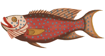 Colourful and surreal illustrations of fishes found in Moluccas (Indonesia) and the East Indies by Louis Renard (1678 -1746) from Histoire naturelle des plus rares curiositez de la mer des Indes (1754).