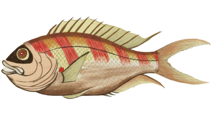 Colourful and surreal illustrations of fishes found in Moluccas (Indonesia) and the East Indies by Louis Renard (1678 -1746) from Histoire naturelle des plus rares curiositez de la mer des Indes (1754).