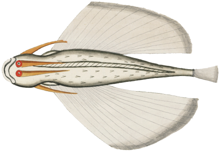 Colourful and surreal illustrations of fishes found in Moluccas (Indonesia) and the East Indies by Louis Renard (1678 -1746) from Histoire naturelle des plus rares curiositez de la mer des Indes (1754).