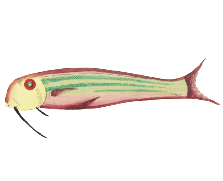 Colourful and surreal illustrations of fishes found in Moluccas (Indonesia) and the East Indies by Louis Renard (1678 -1746) from Histoire naturelle des plus rares curiositez de la mer des Indes (1754).