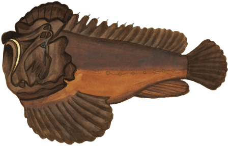 Colourful and surreal illustrations of fishes found in Moluccas (Indonesia) and the East Indies by Louis Renard (1678 -1746) from Histoire naturelle des plus rares curiositez de la mer des Indes (1754).