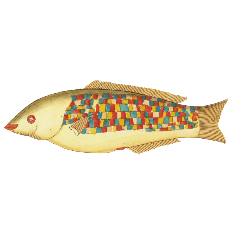 Colourful and surreal illustrations of fishes found in Moluccas (Indonesia) and the East Indies by Louis Renard (1678 -1746) from Histoire naturelle des plus rares curiositez de la mer des Indes (1754).
