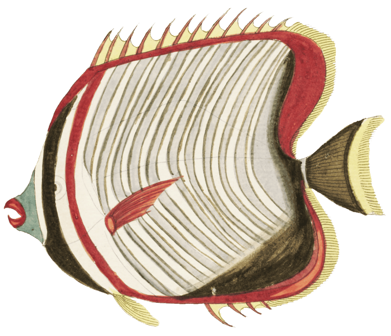 Colourful and surreal illustrations of fishes found in Moluccas (Indonesia) and the East Indies by Louis Renard (1678 -1746) from Histoire naturelle des plus rares curiositez de la mer des Indes (1754).