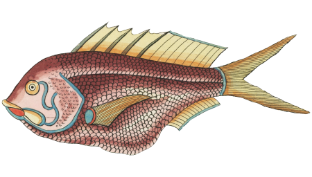 Colourful and surreal illustrations of fishes found in Moluccas (Indonesia) and the East Indies by Louis Renard (1678 -1746) from Histoire naturelle des plus rares curiositez de la mer des Indes (1754).