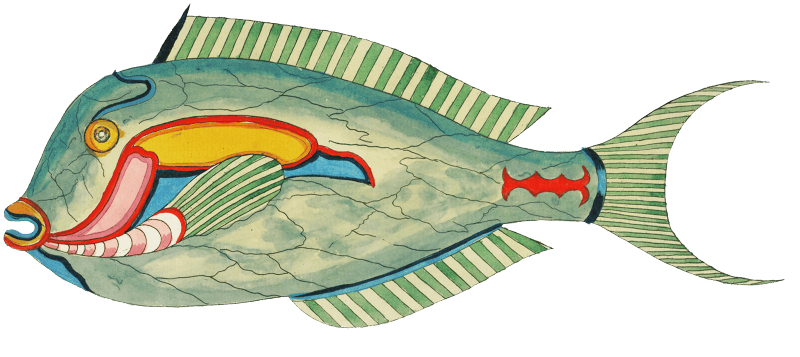 Colourful and surreal illustrations of fishes found in Moluccas (Indonesia) and the East Indies by Louis Renard (1678 -1746) from Histoire naturelle des plus rares curiositez de la mer des Indes (1754).
