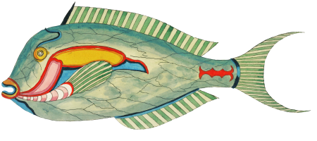 Colourful and surreal illustrations of fishes found in Moluccas (Indonesia) and the East Indies by Louis Renard (1678 -1746) from Histoire naturelle des plus rares curiositez de la mer des Indes (1754).