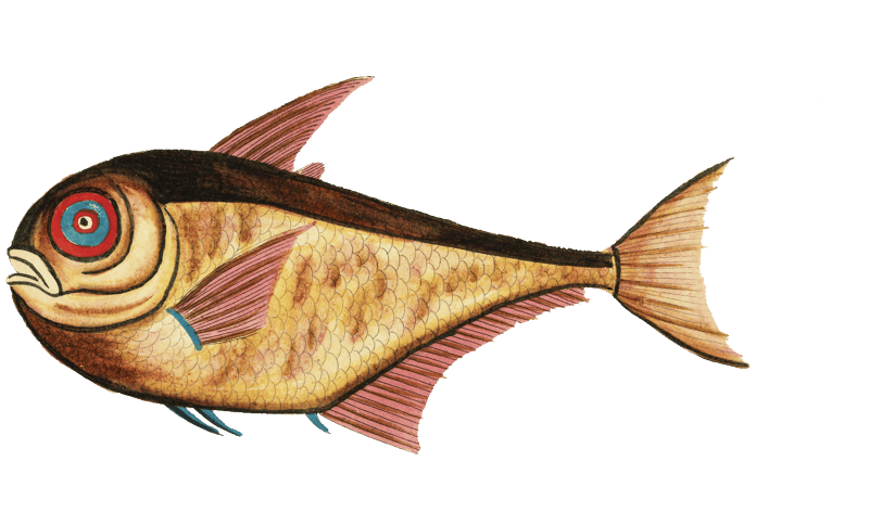 Colourful and surreal illustrations of fishes found in Moluccas (Indonesia) and the East Indies by Louis Renard (1678 -1746) from Histoire naturelle des plus rares curiositez de la mer des Indes (1754).
