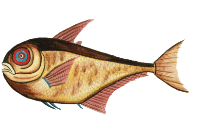 Colourful and surreal illustrations of fishes found in Moluccas (Indonesia) and the East Indies by Louis Renard (1678 -1746) from Histoire naturelle des plus rares curiositez de la mer des Indes (1754).