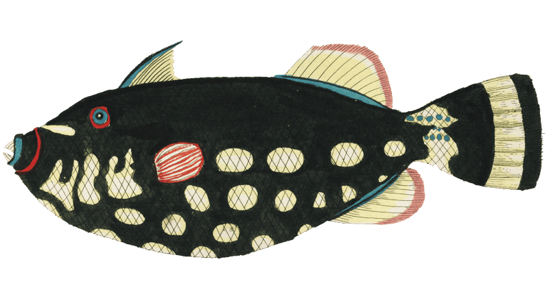 Colourful and surreal illustrations of fishes found in Moluccas (Indonesia) and the East Indies by Louis Renard (1678 -1746) from Histoire naturelle des plus rares curiositez de la mer des Indes (1754).