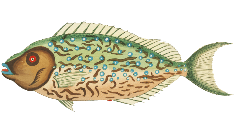 Colourful and surreal illustrations of fishes found in Moluccas (Indonesia) and the East Indies by Louis Renard (1678 -1746) from Histoire naturelle des plus rares curiositez de la mer des Indes (1754).