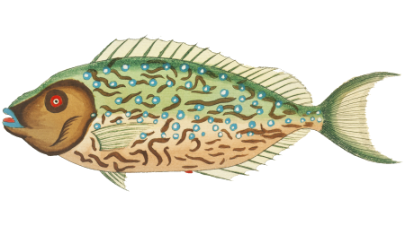 Colourful and surreal illustrations of fishes found in Moluccas (Indonesia) and the East Indies by Louis Renard (1678 -1746) from Histoire naturelle des plus rares curiositez de la mer des Indes (1754).