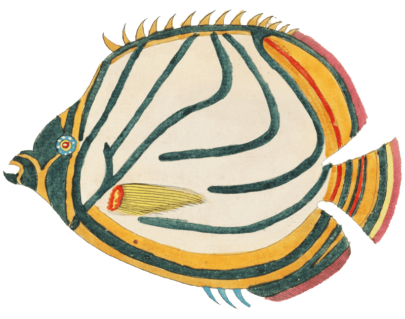 Colourful and surreal illustrations of fishes found in Moluccas (Indonesia) and the East Indies by Louis Renard (1678 -1746) from Histoire naturelle des plus rares curiositez de la mer des Indes (1754).
