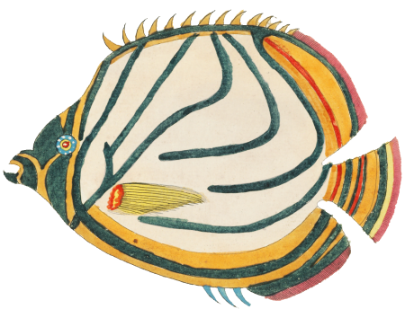 Colourful and surreal illustrations of fishes found in Moluccas (Indonesia) and the East Indies by Louis Renard (1678 -1746) from Histoire naturelle des plus rares curiositez de la mer des Indes (1754).