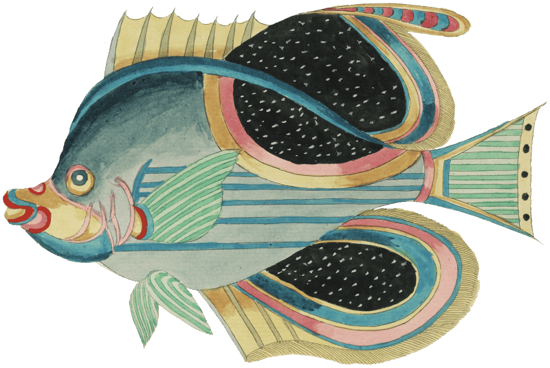 Colourful and surreal illustrations of fishes found in Moluccas (Indonesia) and the East Indies by Louis Renard (1678 -1746) from Histoire naturelle des plus rares curiositez de la mer des Indes (1754).