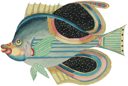 Colourful and surreal illustrations of fishes found in Moluccas (Indonesia) and the East Indies by Louis Renard (1678 -1746) from Histoire naturelle des plus rares curiositez de la mer des Indes (1754).