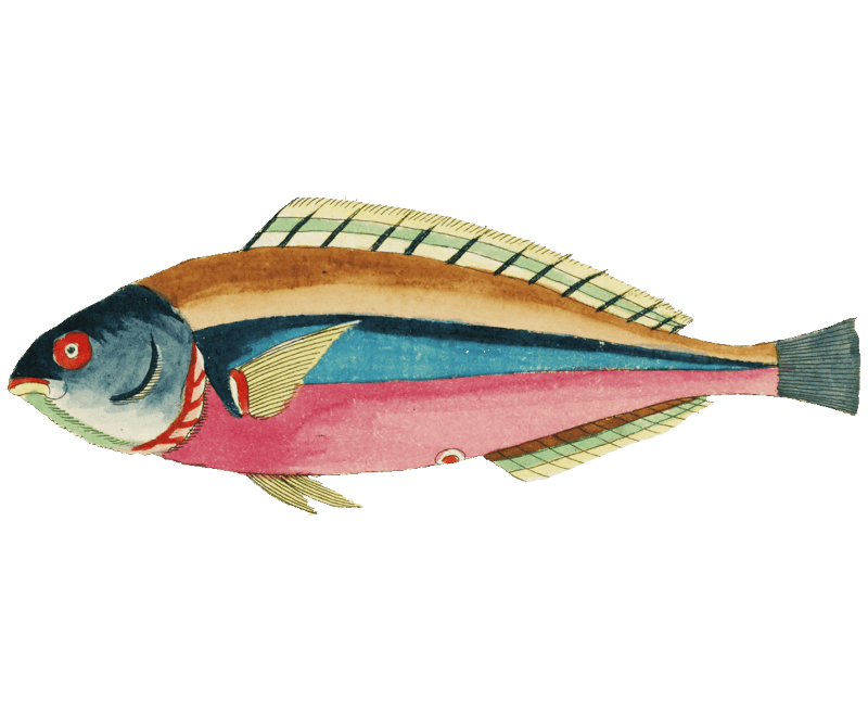 Colourful and surreal illustrations of fishes found in Moluccas (Indonesia) and the East Indies by Louis Renard (1678 -1746) from Histoire naturelle des plus rares curiositez de la mer des Indes (1754).