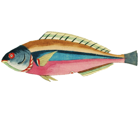 Colourful and surreal illustrations of fishes found in Moluccas (Indonesia) and the East Indies by Louis Renard (1678 -1746) from Histoire naturelle des plus rares curiositez de la mer des Indes (1754).