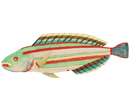Colourful and surreal illustrations of fishes found in Moluccas (Indonesia) and the East Indies by Louis Renard (1678 -1746) from Histoire naturelle des plus rares curiositez de la mer des Indes (1754).