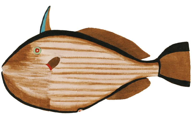 Colourful and surreal illustrations of fishes found in Moluccas (Indonesia) and the East Indies by Louis Renard (1678 -1746) from Histoire naturelle des plus rares curiositez de la mer des Indes (1754).