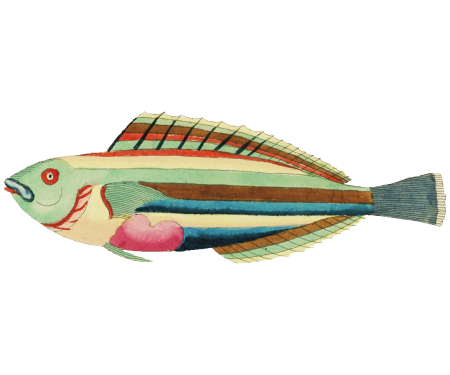 Colourful and surreal illustrations of fishes found in Moluccas (Indonesia) and the East Indies by Louis Renard (1678 -1746) from Histoire naturelle des plus rares curiositez de la mer des Indes (1754).
