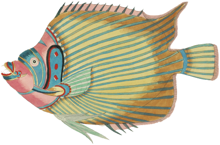 Colourful and surreal illustrations of fishes found in Moluccas (Indonesia) and the East Indies by Louis Renard (1678 -1746) from Histoire naturelle des plus rares curiositez de la mer des Indes (1754).