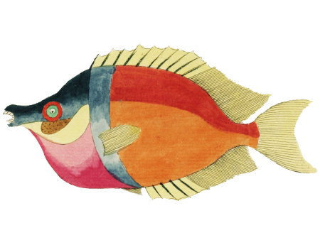 Colourful and surreal illustrations of fishes found in Moluccas (Indonesia) and the East Indies by Louis Renard (1678 -1746) from Histoire naturelle des plus rares curiositez de la mer des Indes (1754).