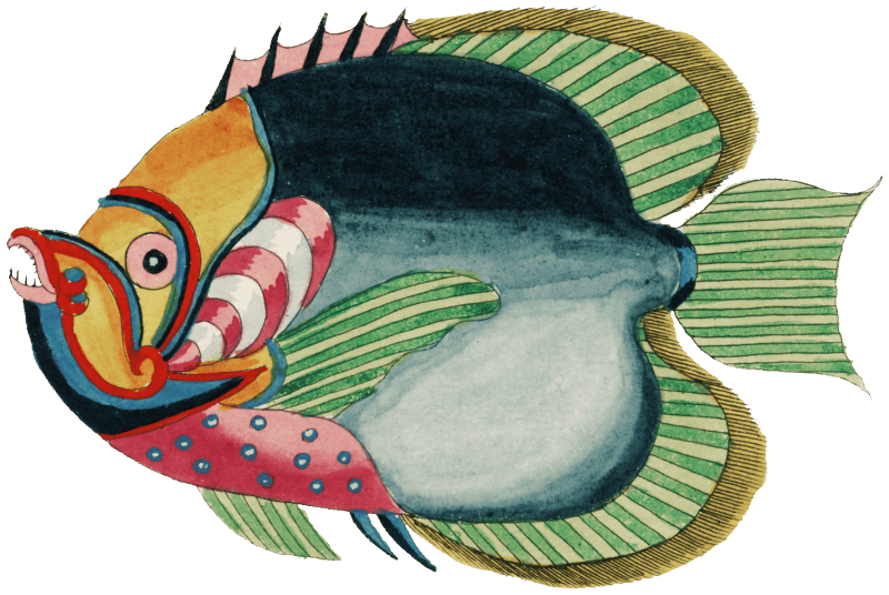 Colourful and surreal illustrations of fishes found in Moluccas (Indonesia) and the East Indies by Louis Renard (1678 -1746) from Histoire naturelle des plus rares curiositez de la mer des Indes (1754).