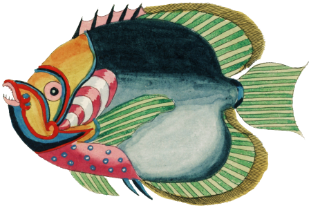 Colourful and surreal illustrations of fishes found in Moluccas (Indonesia) and the East Indies by Louis Renard (1678 -1746) from Histoire naturelle des plus rares curiositez de la mer des Indes (1754).