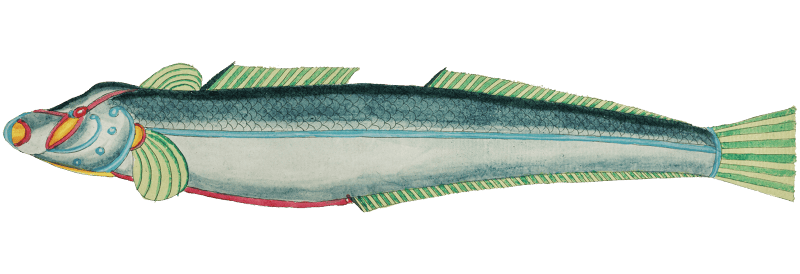 Colourful and surreal illustrations of fishes found in Moluccas (Indonesia) and the East Indies by Louis Renard (1678 -1746) from Histoire naturelle des plus rares curiositez de la mer des Indes (1754).